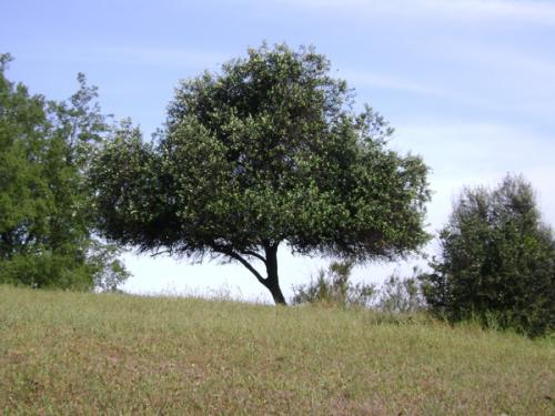 Fotografia de xxamanecerxx - Galeria Fotografica: Paisaje. - Foto: rbol.