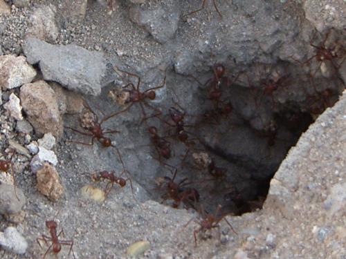 Fotografia de n/a - Galeria Fotografica: Clouds.....paradise in de sky - Foto: 								