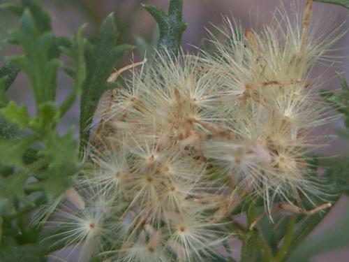 Fotografia de n/a - Galeria Fotografica: Clouds.....paradise in de sky - Foto: 								