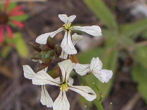 Fotografia de n/a - Galeria Fotografica: Clouds.....paradise in de sky - Foto: 								