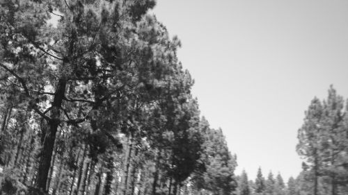 Fotografia de Osva - Galeria Fotografica: mama, !Quiero ser fotografo - Foto: Fantasmas en los arbole