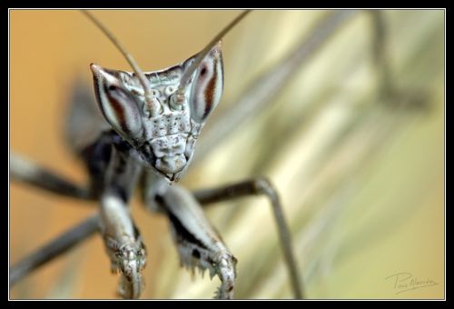 Fotografia de Paco Alarc�n - Galeria Fotografica: Mundo Invisible - Foto: 