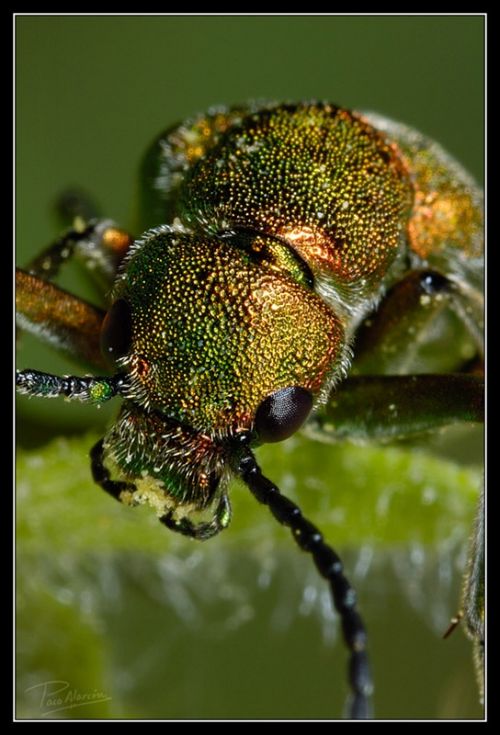 Fotografia de Paco Alarc�n - Galeria Fotografica: Mundo Invisible - Foto: 