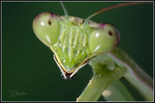 Fotografia de Paco Alarc�n - Galeria Fotografica: Mundo Invisible - Foto: 