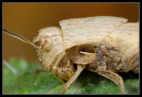 Fotografia de Paco Alarc�n - Galeria Fotografica: Mundo Invisible - Foto: 