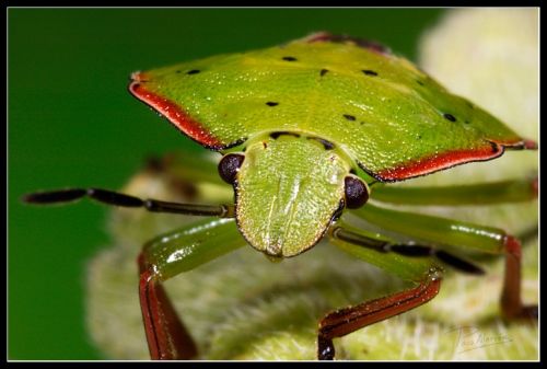 Fotografia de Paco Alarc�n - Galeria Fotografica: Mundo Invisible - Foto: 