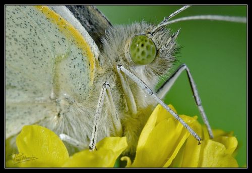 Fotografia de Paco Alarc�n - Galeria Fotografica: Mundo Invisible - Foto: 