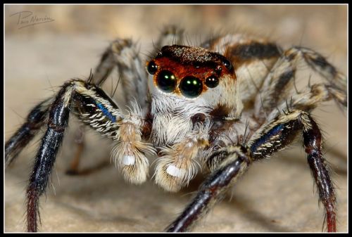 Fotografia de Paco Alarc�n - Galeria Fotografica: Mundo Invisible - Foto: 