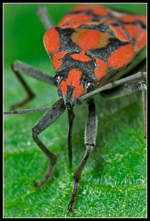 Fotografia de Paco Alarc�n - Galeria Fotografica: Mundo Invisible - Foto: 