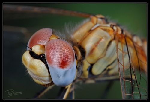 Fotografia de Paco Alarc�n - Galeria Fotografica: Mundo Invisible - Foto: 