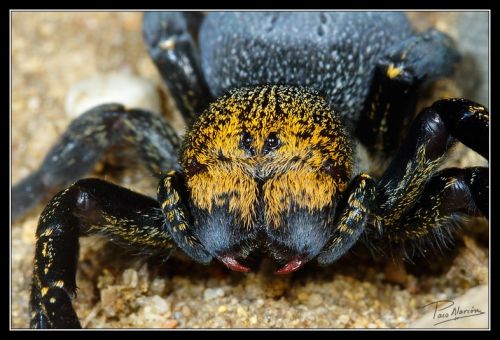 Fotografia de Paco Alarc�n - Galeria Fotografica: Mundo Invisible - Foto: 