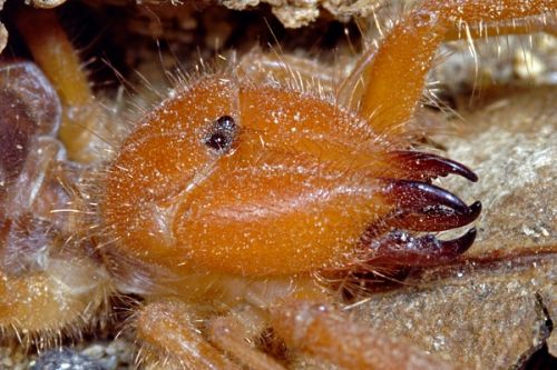 Fotografia de Paco Alarc�n - Galeria Fotografica: Mundo Invisible - Foto: 