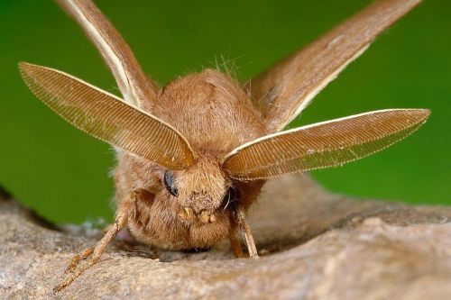 Fotografia de Paco Alarc�n - Galeria Fotografica: Mundo Invisible - Foto: 