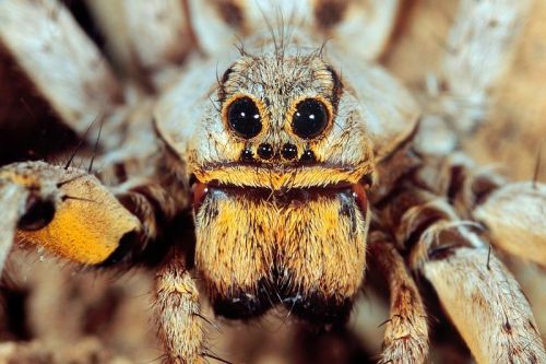 Fotografia de Paco Alarc�n - Galeria Fotografica: Mundo Invisible - Foto: 