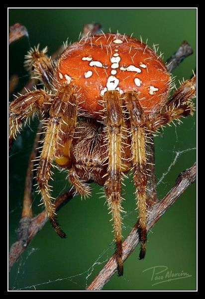 Fotografia de Paco Alarc�n - Galeria Fotografica: Mundo Invisible - Foto: 