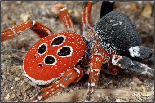 Fotografia de Paco Alarc�n - Galeria Fotografica: Mundo Invisible - Foto: 