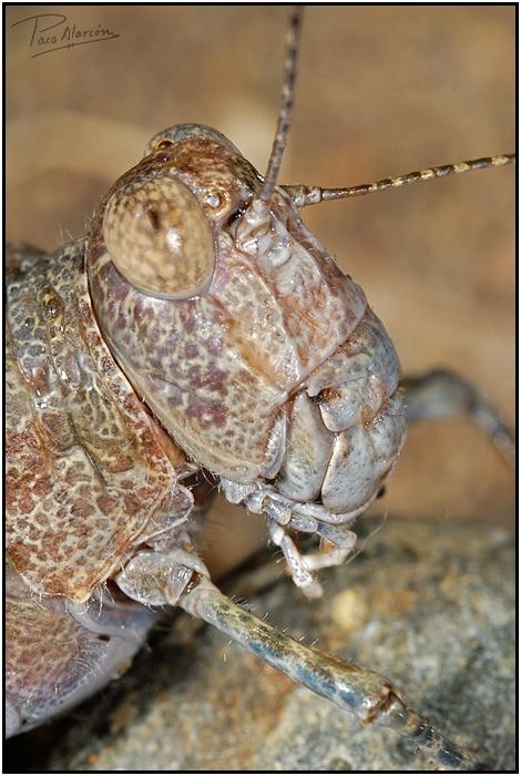 Fotografia de Paco Alarc�n - Galeria Fotografica: Mundo Invisible - Foto: 