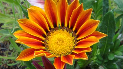 Fotografia de ingenioso - Galeria Fotografica: FOTOS VARIADAS - Foto: 