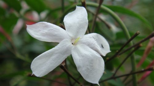 Fotografia de ingenioso - Galeria Fotografica: FOTOS VARIADAS - Foto: Flor del Jasmin