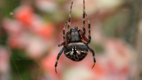 Fotografia de ingenioso - Galeria Fotografica: FOTOS VARIADAS - Foto: 