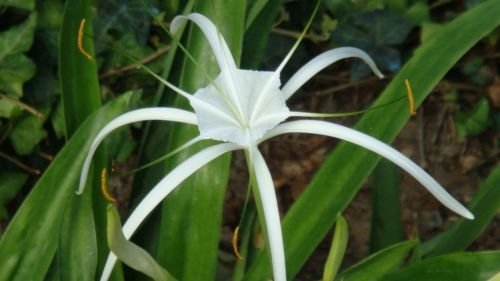 Fotografia de ingenioso - Galeria Fotografica: FOTOS VARIADAS - Foto: 