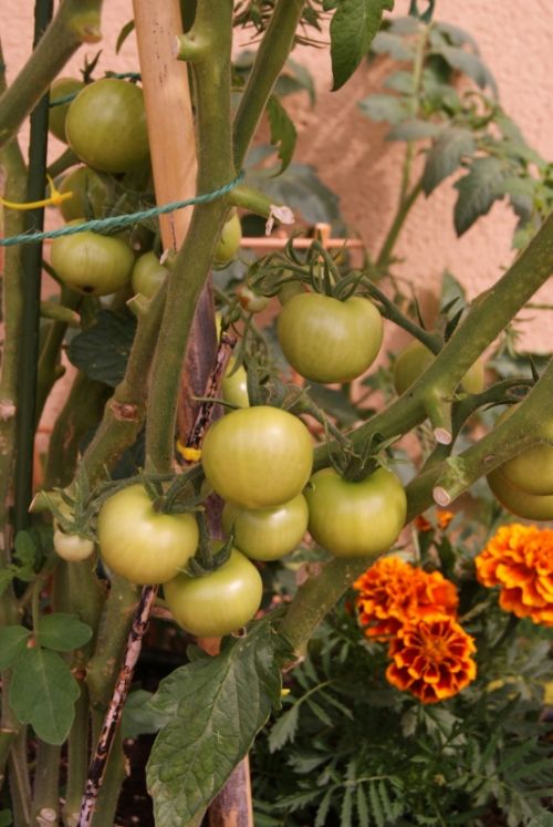 Fotografia de noemi09 - Galeria Fotografica: Momentos Relax - Foto: Mis tomates