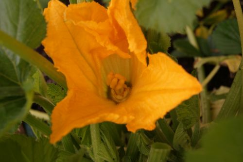 Fotografia de noemi09 - Galeria Fotografica: Momentos Relax - Foto: Flor de mi calabacin