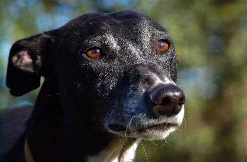 Fotografia de Leo - Galeria Fotografica: Banco de imagenes - Foto: 