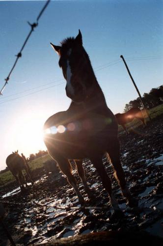 Fotografia de Leo - Galeria Fotografica: Banco de imagenes - Foto: Marrccoooo