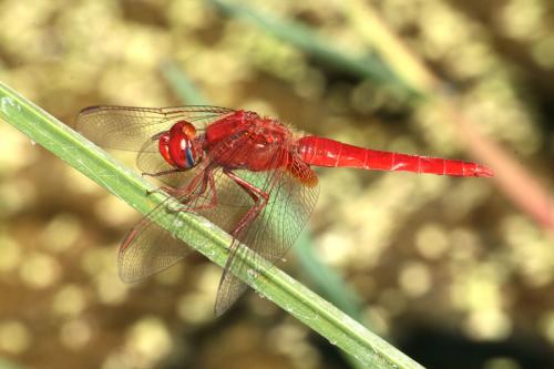Fotografia de JUANFRA - Galeria Fotografica: ODONATO - Foto: ODONATO