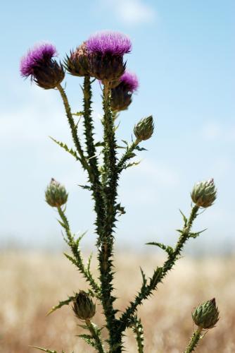 Fotografia de yuval - Galeria Fotografica: expo - Foto: flores
