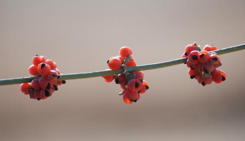 Fotografia de yuval - Galeria Fotografica: expo - Foto: fruto del desierto