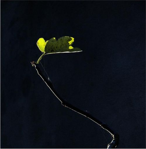 Fotografia de Javiera Miraglia Imgenes - Galeria Fotografica: El cuarto oscuro - Foto: Higuera