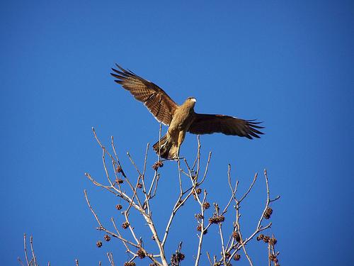Fotografia de chess+tercl - Galeria Fotografica: aves - Foto: vuela