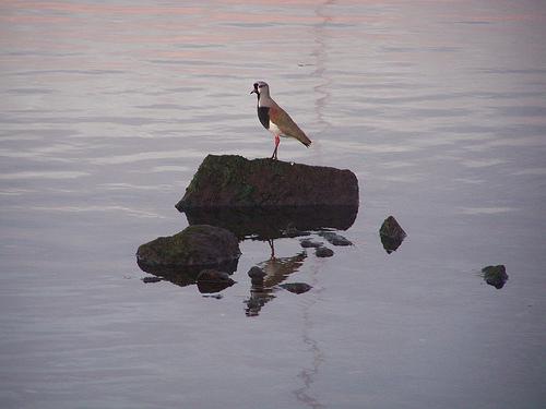 Fotografia de chess+tercl - Galeria Fotografica: aves - Foto: queltehue reflejado