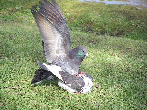 Fotografia de chess+tercl - Galeria Fotografica: aves - Foto: dove (of plane)
