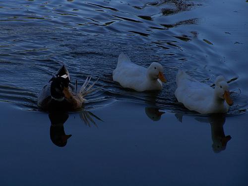 Fotografia de chess+tercl - Galeria Fotografica: aves - Foto: patos