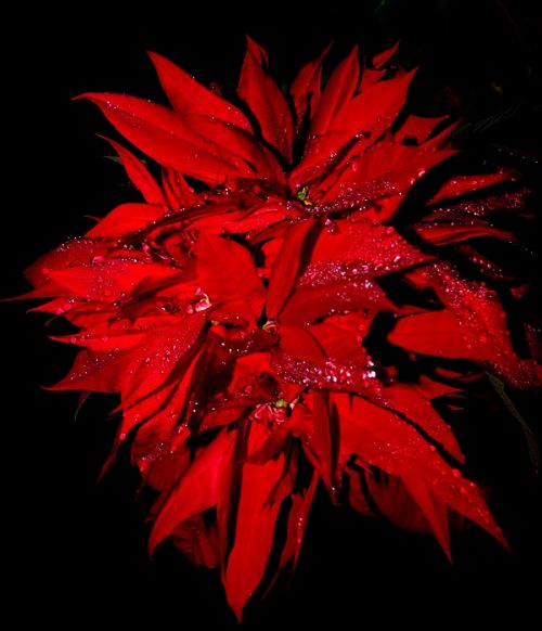 Fotografia de Florencia Dreidemie - Fotografia Digital - Galeria Fotografica: [[ F & D ]] Fotos  - Foto: 