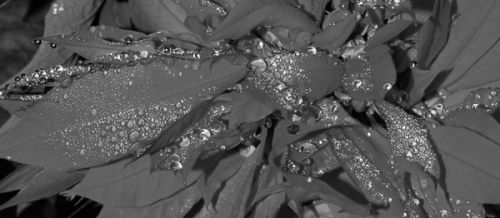 Fotografia de Florencia Dreidemie - Fotografia Digital - Galeria Fotografica: [[ F & D ]] Fotos  - Foto: 