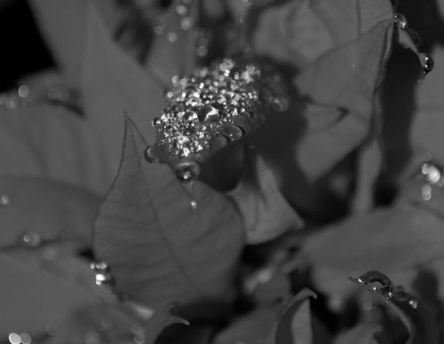 Fotografia de Florencia Dreidemie - Fotografia Digital - Galeria Fotografica: [[ F & D ]] Fotos  - Foto: 