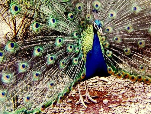 Fotografia de FOTOCLUB JM  IMAGE WEB - Galeria Fotografica: FOTOCLUB JM IMAGE WEB COLOMBIA - Foto: 