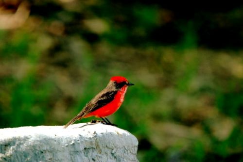 Fotografia de FOTOCLUB JM  IMAGE WEB - Galeria Fotografica: FOTOCLUB JM IMAGE WEB COLOMBIA - Foto: 