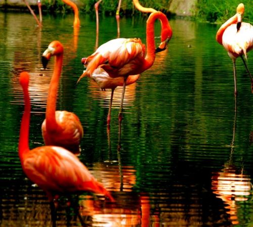 Fotografia de FOTOCLUB JM  IMAGE WEB - Galeria Fotografica: FOTOCLUB JM IMAGE WEB COLOMBIA - Foto: 