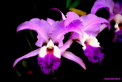 Fotografia de FOTOCLUB JM  IMAGE WEB - Galeria Fotografica: FOTOCLUB JM IMAGE WEB COLOMBIA - Foto: 