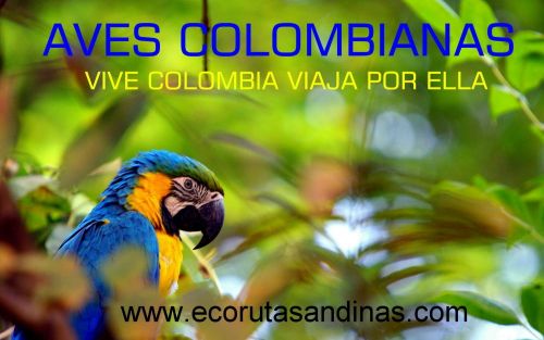 Fotografia de FOTOSNTESIS FOTOTALLERES - Galeria Fotografica: FOTOSNTESIS FOTOTALLERES - COLOMBIA - Foto: 