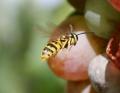 Fotos de diegodi -  Foto: Insectos y otros bichos - 
