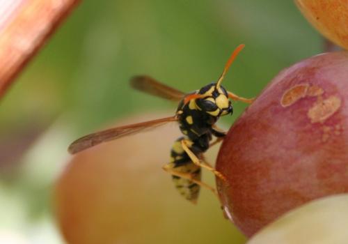 Fotografia de diegodi - Galeria Fotografica: Insectos y otros bichos - Foto: 