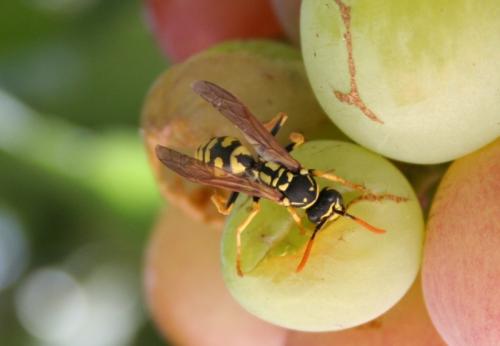 Fotografia de diegodi - Galeria Fotografica: Insectos y otros bichos - Foto: 