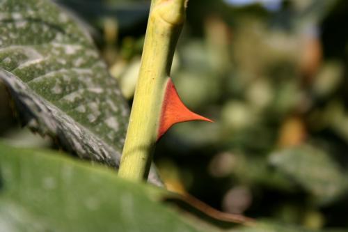 Fotografia de diegodi - Galeria Fotografica: Flores y plantas - Foto: Rosas y ...