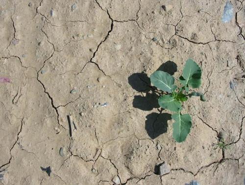 Fotografia de diegodi - Galeria Fotografica: Flores y plantas - Foto: Vida